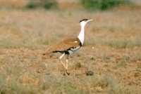 Indian Bustard - Ardeotis nigriceps