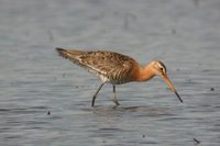 Black-tailed Godwit - Limosa limosa