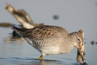 Long-billed Dowitcher - Limnodromus scolopaceus