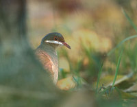 Key West Quail-Dove (Geotrygon chrysia) photo