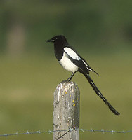 Black-billed Magpie (Pica pica) photo