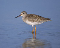 Common Redshank (Tringa totanus) photo