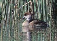 Red-crested Pochard (Netta rufina) photo