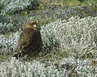 Chimango Caracara (Milvago chimango) photo