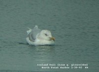 Iceland Gull - Larus glaucoides