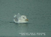 Iceland Gull - Larus glaucoides