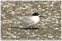 White-fronted Tern - Sterna striata