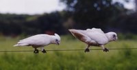 Little Corella - Cacatua sanguinea