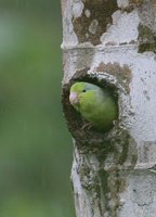 Pacific Parrotlet - Forpus coelestis