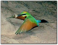 Rainbow Bee-eater - Merops ornatus