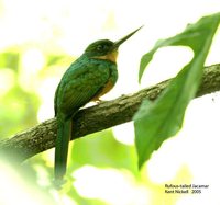 Rufous-tailed Jacamar - Galbula ruficauda