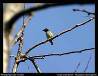 Coppersmith Barbet - Megalaima haemacephala