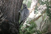 Ladder-backed Woodpecker - Picoides scalaris