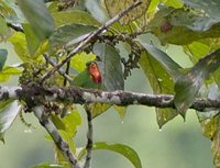 Fiery-throated Fruiteater - Pipreola chlorolepidota