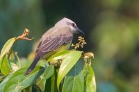 White-throated Kingbird - Tyrannus albogularis