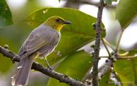 Yellow-throated Bulbul - Pycnonotus xantholaemus