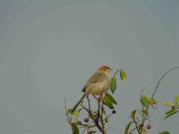 Tabora Cisticola - Cisticola angusticaudus