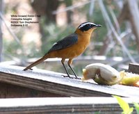 White-browed Robin-Chat - Cossypha heuglini