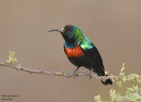 Shining Sunbird - Cinnyris habessinicus