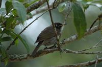 Bridled Honeyeater - Lichenostomus frenatus