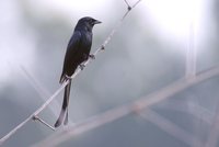 Black Drongo - Dicrurus macrocercus