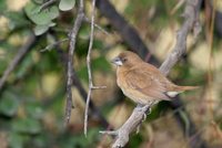 White-throated Munia - Euodice malabarica