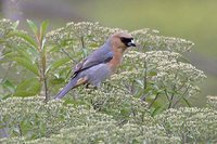 Cinnamon Tanager - Schistochlamys ruficapillus