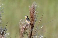 Black-and-tawny Seedeater - Sporophila nigrorufa