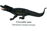 Dwarf Crocodile