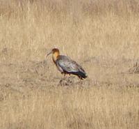 Andean Ibis