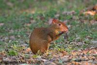 Agouti, Dasyprocta punctata