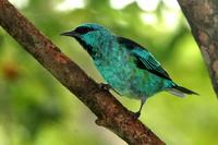 Blue  dacnis   -