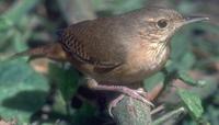 house wren, Corru�ra / Cambaxirra