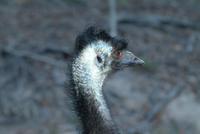 Emu