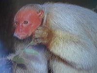 Red uakari