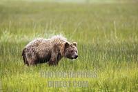 Coastal Brown Bear , ( Ursus arctos ) in the grass flats along the coast of Cook Inlet , Lake Cl...