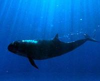 False Killer Whale - Pseudorca crassidens