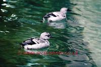 FT0181-00: Pigeon Guillemot in winter plumage, Black Guillemot in UK. The Arctic
