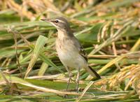 Yellow Wagtail Motacilla flava 긴발톱할미새