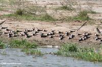 African skimmers on a beach along the Kazinga Channel