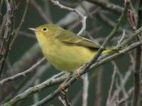 Yellow Warbler (Dendroica petechia)