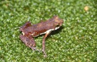 : Adenomus kelaartii; Kelaart`s Dwarf Toad