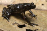 : Leptolalax maurus