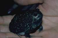 : Notaden melanoscaphus; Northern Spadefoot Toad