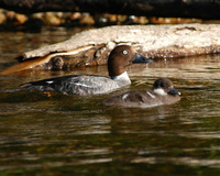 : Bucephala cangula; Common Female Goldeneye