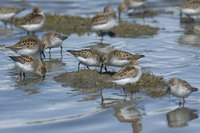 : Calidris mauri; Western Sandpiper