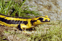 : Salamandra salamandra fastuosa; Fire Salamander