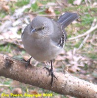 : Mimus polyglottos; Northern Mockingbird