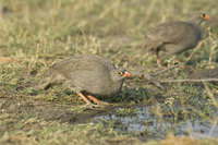 : Pternistis adspersus; Red Billed Francolin