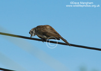 : Pycnonotus goiavier; Yellow-vented Bulbul